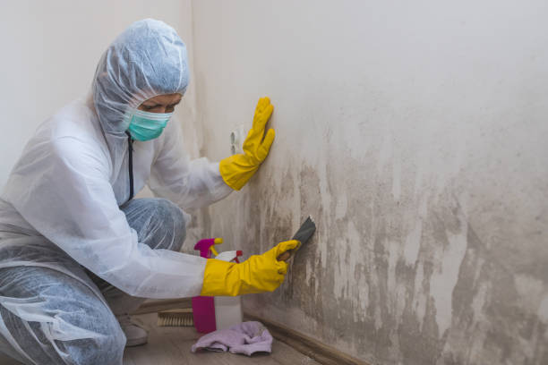 Best Crawl Space Mold Remediation in Cayce, SC