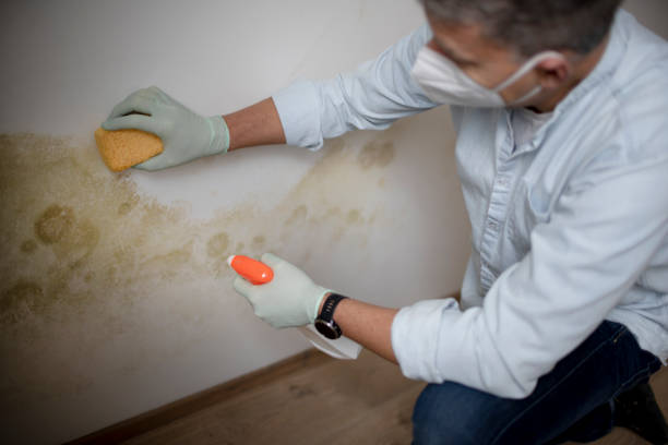 Best Residential Mold Remediation in Cayce, SC