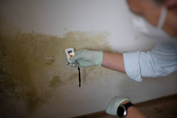 Professional Mold Remediation in Cayce, SC