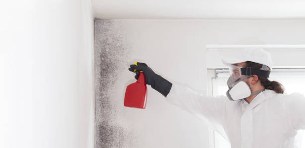 Best Localized Mold Remediation (e.g., coastal areas, humid climates) in Cayce, SC