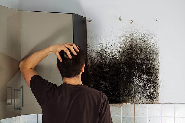 Best Post-Flood Mold Remediation in Cayce, SC