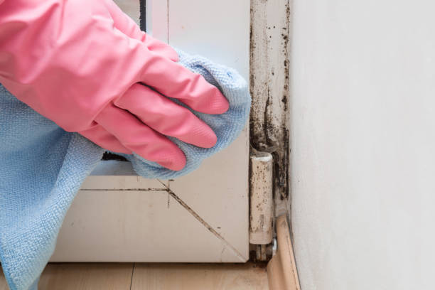 Cayce, SC Mold Remediation Company