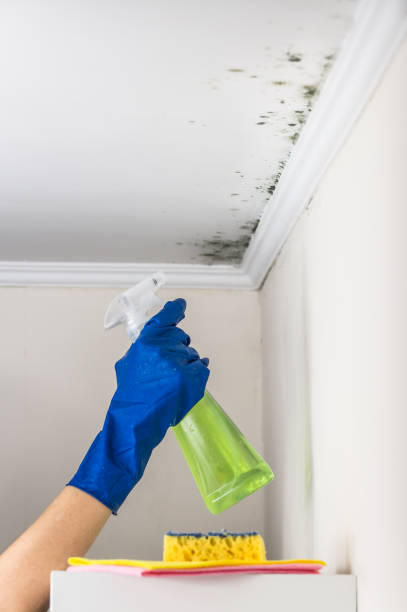 Best Basement Mold Remediation in Cayce, SC